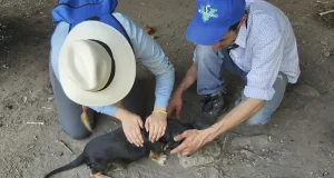 El 83% de las pulgas recolectadas en perros colombiando portan bacterias de interés sanitario