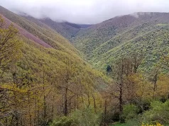 Los árboles de la Cordillera Cantábrica menguaron por un cambio climático hace 8.200 años, pero después se recuperaron