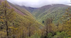 Las raíces del roble albar del Cantábrico son la casa de una amplia variedad de hongos