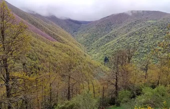 Los árboles de la Cordillera Cantábrica menguaron por un cambio climático hace 8.200 años, pero después se recuperaron