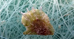 La tropicalización del Mediterráneo abre la puerta a la ostra invasora de origen tropical Pinctada radiata