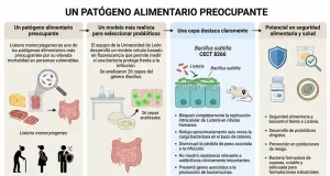 Identifican una cepa probiótica capaz de frenar infecciones por Listeria monocytogenes