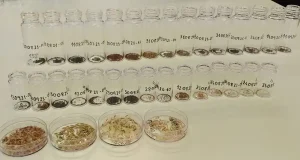 El contenido de aceite en las semillas de plantas de alta montaña influye en su longevidad