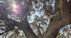 La Encina de la Peana de Serón se mantiene estable