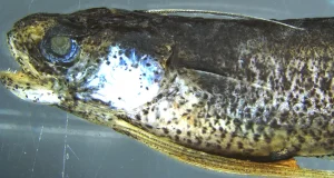 Documentan por primera vez en aguas españolas el pez Bregmaceros atlanticus