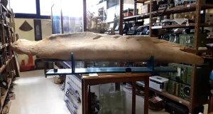 La sobrepesca pudo extinguir la ballena gris en el Atlántico Norte en la Edad Media