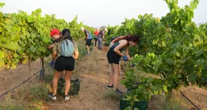 La vendimia de la UPCT permitirá estudiar las ventajas de sombrear con paneles solares los viñedos