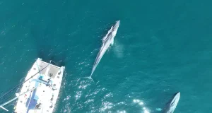 Emplea drones y ADN ambiental para evaluar cetáceos como el rocual común sin alterar su comportamiento en las costas de Galicia