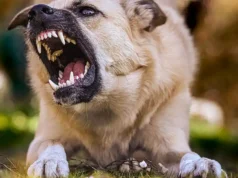 Los perros están detrás del 99% de las transmisiones de rabia a humanos