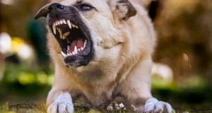 Los perros están detrás del 99% de las transmisiones de rabia a humanos