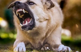 Los perros están detrás del 99% de las transmisiones de rabia a humanos