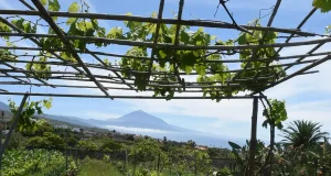 Tacoronte acoge unas jornadas sobre viticultura, patrimonio y retos para el sector como el de la filoxera