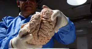 La asombrosa capacidad del cerebro para adaptarse, aprender y transformarse , incluso frente a traumas o enfermedades