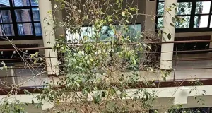 La conservación de un emblemático ficus en la Universidad de Oviedo inspira a la institución una estrategia para hacer más ecoamigables sus campus