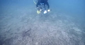 La aparición de la medusa invertida de manglar en el Puerto Deportivo de Aguadulce podría deberse al escape de ejemplares de algún acuario