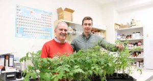 Las plantas con los movimientos más rápidos: la morera dispersa su polen a casi 560 quilómetros por hora