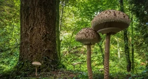 La Universidad de Oviedo incorpora a su herbario más de 1.600 pliegos micológicos donados por el micólogo naturalista Alberto Román