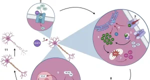 La IA puede ayudar a identificar mutaciones clave vinculadas a enfermedades neurodegenerativas y psiquiátricas