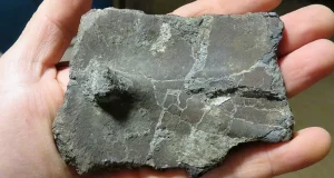 Dos fragmentos de caparazón encontrados en la costa de Chile son los primeros registros de tortugas marinas del Eoceno identificados en el Pacífico suroriental