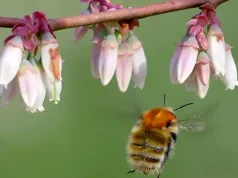 Las abejas y otros polinizadores silvestres llevan un siglo de caída en picado en Europa