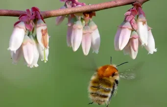 Las abejas y otros polinizadores silvestres llevan un siglo de caída en picado en Europa