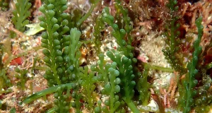 El alga invasora Womersleyella setacea es la especie que más preocupa a los científicos en Baleares