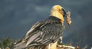 Lo que esconde un nido de quebrantahuesos abandonado hace cientos de años es un tesoro para la arqueología