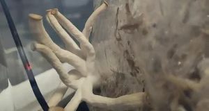 Cultivan setas con residuos textiles y bagazo de cerveza para crear biomateriales antifúngicos