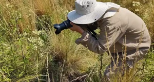 Los ciudadanos descubren para la ciencia un centenar de especies vegetales en Argentina que no estaban registradas