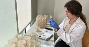 Desarrollan embalajes alimentarios a partir de la paja del arroz y de restos de uva y chufa
