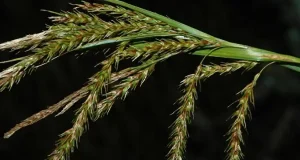 grandes reorganizaciones del genoma permiten a las plantas adaptarse rápidamente a entornos extremos