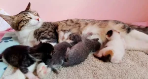 ¿Por qué los gatos de una misma camada no parecen hermanos?