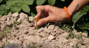 Un sensor inteligente puede detectar dos de las bacterias más devastadoras para patatas y tomates