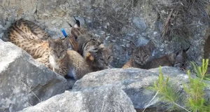 Una hembra de lince ibérico liberada cría su tercera camada de cachorros en libertad en Murcia