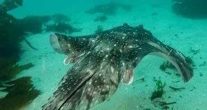 El proyecto «MOVE» sobre movimientos y conectividad de especies de peces en ecosistemas costeros del Atlántico europeo concluye en septiembre con un congreso internacional