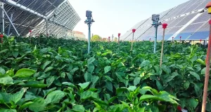 Energía agrovoltaica para hacer compatible el uso agrícola del suelo y la generación fotovoltaica