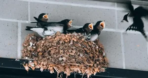 Vencejos, aviones y golondrinas son auténticos depredadores de insectos: son capaces de consumir hasta 850 insectos diarios