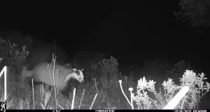 Los setos y las cubiertas vegetales de los olivares ecológicos son aliados para el refugio de linces, tejones y garduñas
