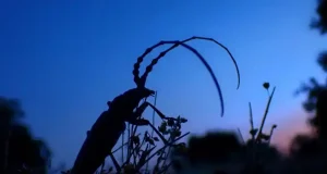 Cómo reaccionarán los insectos ante la oscuridad provocada por el eclipse del 12 de agosto