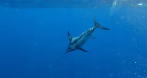 El clima está modificando el hábitat de reproducción del pez espada en el Mediterráneo occidental