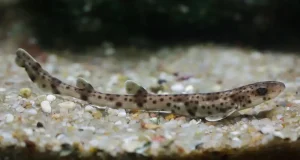 El 60% de las pintarrojas del Mediterráneo sur están contaminadas de microplásticos, principalmente textiles, que ingieren a través de las branquias