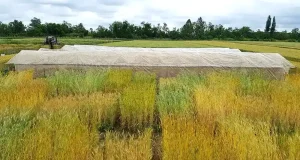 Las variedades de trigo tradicionales de Chile tienen un gran potencial para desarrollar nuevas mejor adaptadas a zonas con sequía severa