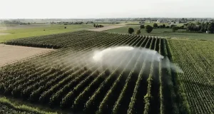 El bombeo intenso de agua subterránea favorece la salinización de cultivos en la vega del Duero
