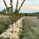 La lana de oveja puede ser un aliado natural en el acolchado de cultivos y reforestaciones para retener la humedad del suelo
