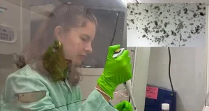 Identifican una molécula de la microbiota que refuerza las defensas del intestino