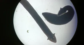 Algunos organismos del Altiplano chileno se acercan a la inmortalidad regenerando partes completas de su cuerpo