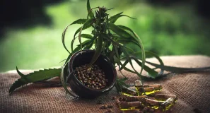 Solo dos miligramos al día: ¿Por qué la ciencia europea pone ahora el foco sobre el CBD?
