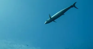 El aumento de la temperatura del mar podría estar obligando a las caballas del Atlántico a desovar cada vez más al norte