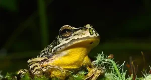 Diez años de media en describir especies nuevas de anfibios: este retraso pone en riesgo su conservación