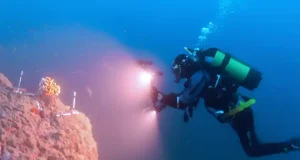 El IEO estudia el coral candelabro, una de las pocas cuyo hábitat puede estudiarse mediante buceo